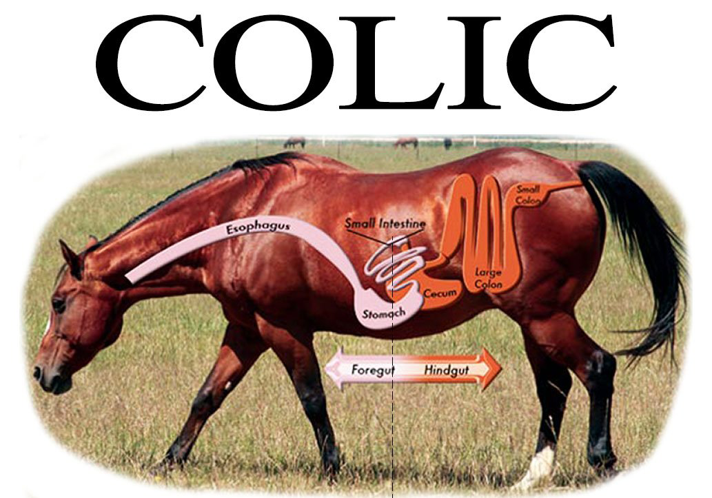 Signs of Colic in Horses
