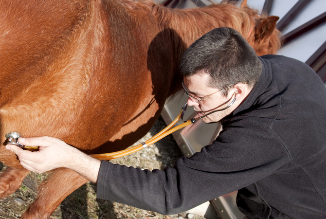 Tackling Equine Gastric Ulcer Syndrome