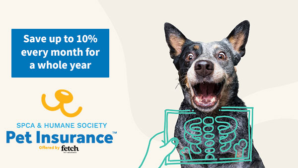 Life Insurance For The Pet With Cancer