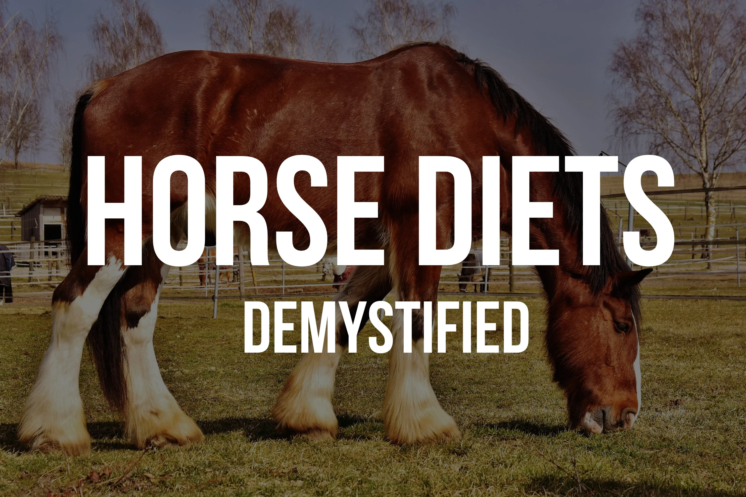 recommended-horse dietary supplements